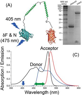 Molecular Brightness Approach for FRET Analysis of Donor-Linker-Acceptor Constructs at the Single Molecule Level: A Concept